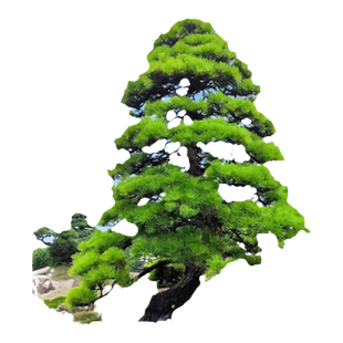 黑松树树苗雪松白皮松小苗庭院园林工程绿化风景大树四季常青植物