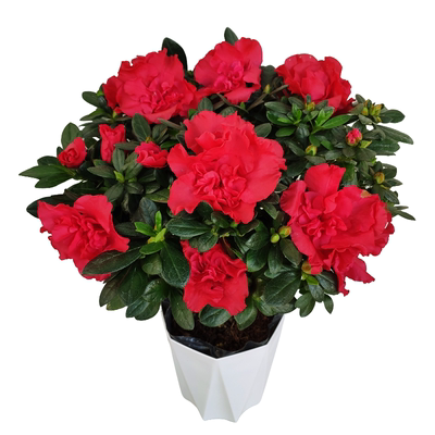 杜鹃花盆栽花期长花苞多基地直销