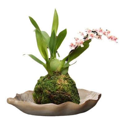 巴西木专用花盆幸运富贵竹苔藓球