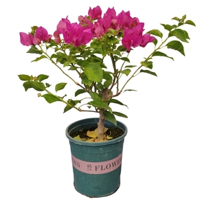 勤花重瓣橙三角梅盆栽带花梅花盆景爬藤植物冬季四季开花新款包邮