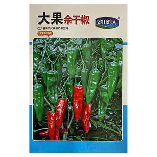 景田鸿大大果余干椒种子香辣小青椒种籽早熟薄皮香辣辣椒原厂包装
