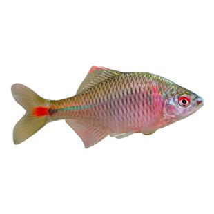 顺丰七彩高体鳑鲏原生活鱼好养耐活淡水冷水观赏鱼溪流缸造景旁皮