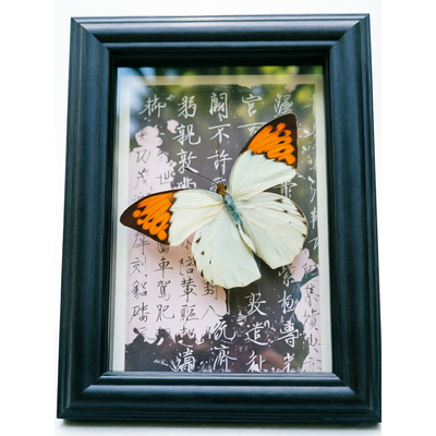 纯手工鹤顶粉蝶标本装饰画框