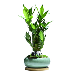 富贵竹桌面盆栽步步高招财绿植办公室花卉创意礼物文昌竹耐阴植物