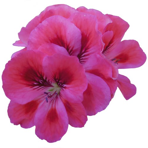 真心花卉多年生庭院阳台洋蝴蝶蝴蝶梅【大花天竺葵合集】营养钵苗