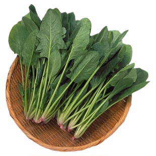 新班德菠菜种子 耐热菠菜 抗病 中早熟 高产 春夏秋栽培籽