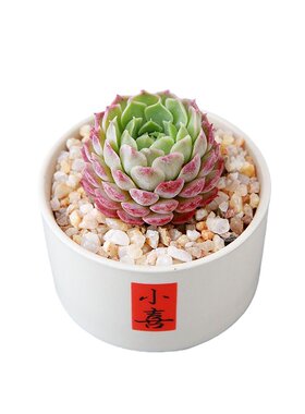 新手好养耐旱小多肉盆栽阳台窗台观叶绿植办公室工位摆件懒人植物