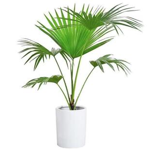 大叶蒲葵盆栽大型绿植室内庭院好养耐寒植物四季常青棕榈树除甲醛