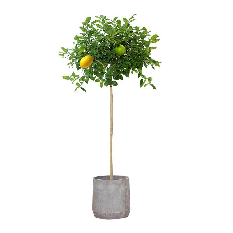 直播绿植盆栽赤映大型率绿植
