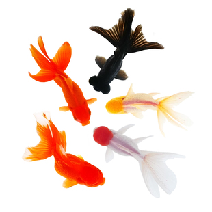 金鱼观赏鱼鱼缸耐活鱼不打氧易存活淡水鱼冷水鱼兰寿金鱼纯种鱼苗