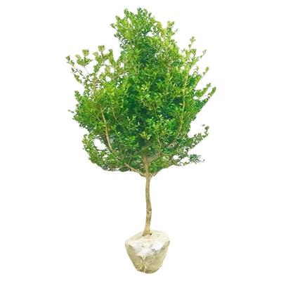 黄杨树苗独杆盆栽庭院地栽