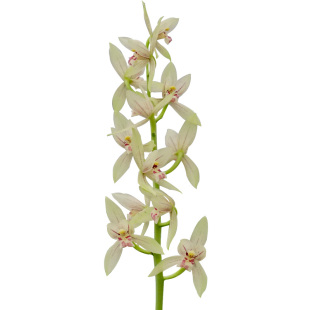 匠人花圃国兰云南浓香兰花墨兰秋榜白墨精品普白花宽叶白榜彩素春