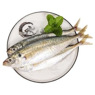 东山岛特产巴浪鱼鲜新鲜活鳀鱼海味海鱼小鱼海鲜水产鲜甜刺巴鱼
