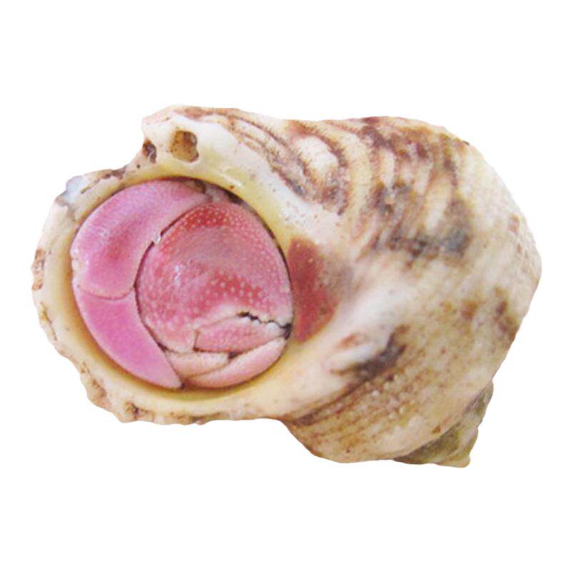 精品艳红色寄居蟹1-6cm色彩鲜艳