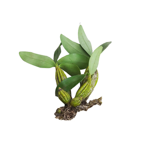 石斛小苗 铁皮石斛金钗鼓槌球花天宫报春麝香玫瑰绿植盆栽包邮