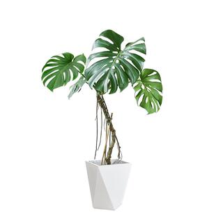 老桩龟背竹观叶植物办公室内客厅大盆栽绿植物大型绿植盆景好养活