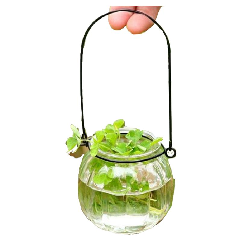 室内悬挂透明水培植物玻璃花瓶