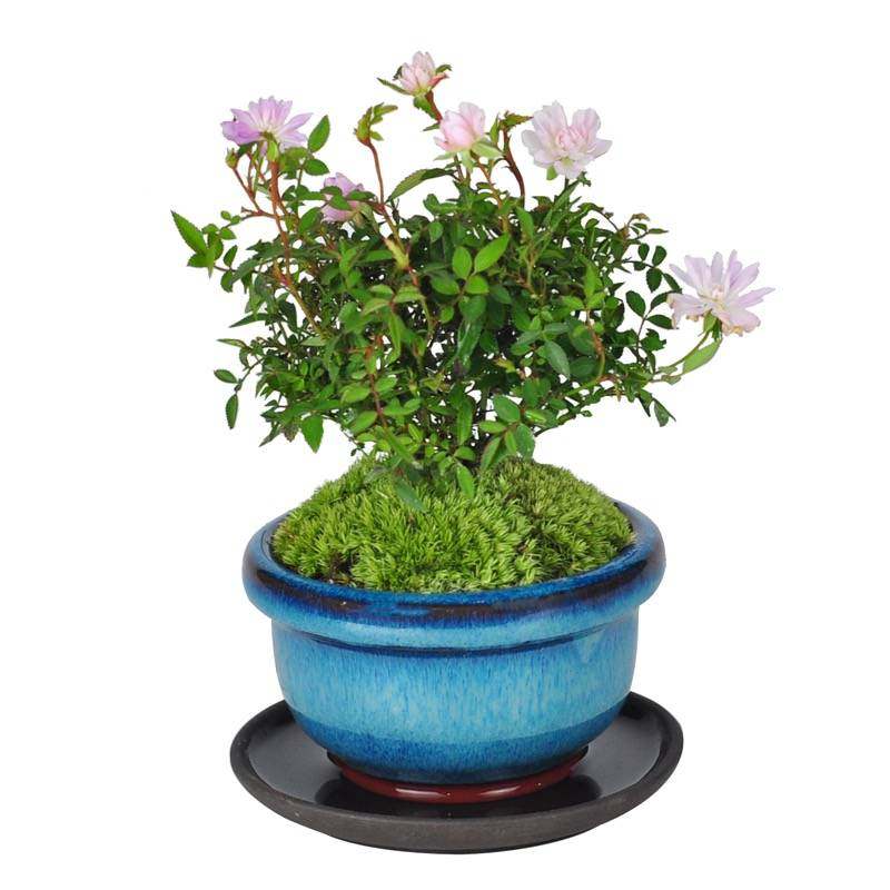 迷你小盆栽姬月季开花机器花期长