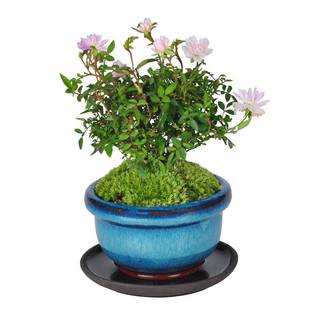 姬乙女月季迷你小盆栽室内客厅茶桌面绿植超微型蔷薇玫瑰花卉盆景