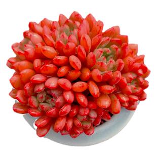 【一物一拍】红宝石精养群生捧花多肉植物新阳台盆栽绿植满28包邮