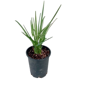 柳枝稷重金属观赏草盆苗 耐高温耐寒冷生命力极强【鲁虹花卉】