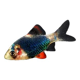 蓝虎皮鱼观赏鱼绿虎鱼皮热带鱼小型淡水好养易活鱼苗荧光虎皮翡翠