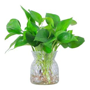 水培绿萝盆栽卧室绿植好养新房净化空气垂吊四季常青室内好养