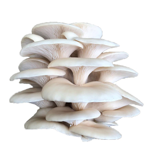 蘑菇种植菌包白平菇阳台种蘑菇菌种菌棒菌菇种家庭室内养种食用菌