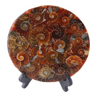 天然化石标本古生物海螺菊石考古玩具牙齿原石石头科普标本摆件