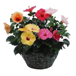 扶桑花苗重瓣大花木槿花苗四季好养反复开花地栽重瓣盆栽红色朱瑾