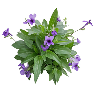 新鲜紫花地丁草现挖犁头草四川铧头草晒干泡茶华兜草帮人采药