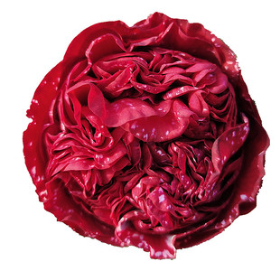 云斑大元帅名贵稀有复色茶花带花苞阳台庭院客厅绿植花卉耐寒盆栽