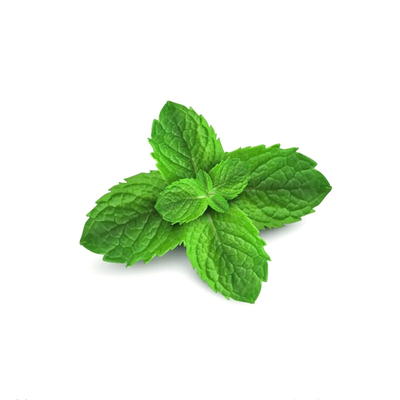 新鲜薄荷叶留兰香调酒烘焙可食用