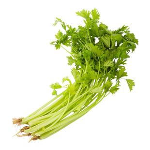 苏北农家露天现挖芹菜新鲜小药芹香芹土芹旱芹带根带叶时令蔬菜