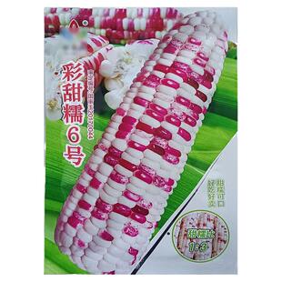 彩甜糯6号25g彩色又甜又糯玉米杂粮种子孑籽高产别名包谷苞米芦玉