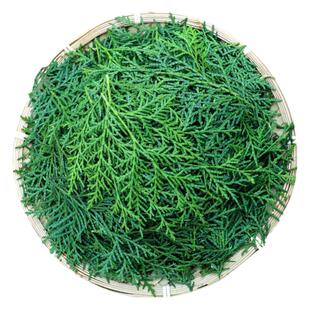 现摘野生正宗侧柏叶扁柏树松柏叶养发护发泡酒柏树枝烟熏腊肉材料