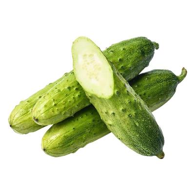 水果黄瓜种子四季好种阳台盆栽春秋季黄瓜种籽旱水果蔬菜黄瓜种孑