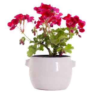 天竺葵种子一年四季开花不断洋绣球石腊大花籽多年生室内盆栽花卉