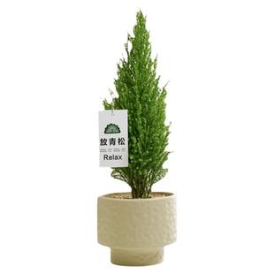 【放轻松】小香松金冠柏盆栽客厅办公室内桌面绿植小摆件净化空气