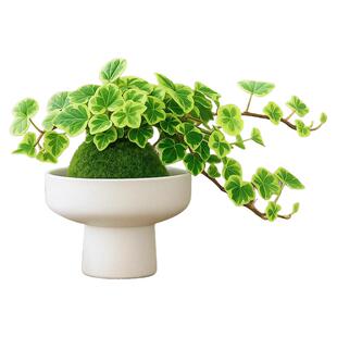 雪莹常春藤水培植物青藤盆栽客厅阳台垂吊吊兰爬藤室内苔藓球绿植