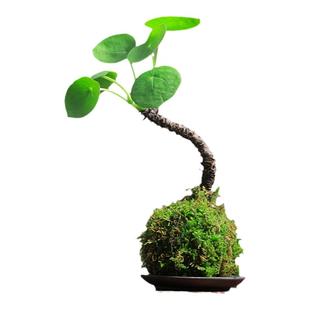 老桩 镜面草 网红多肉植物吸毒草金线老桩铜钱草盆栽北欧风办公桌