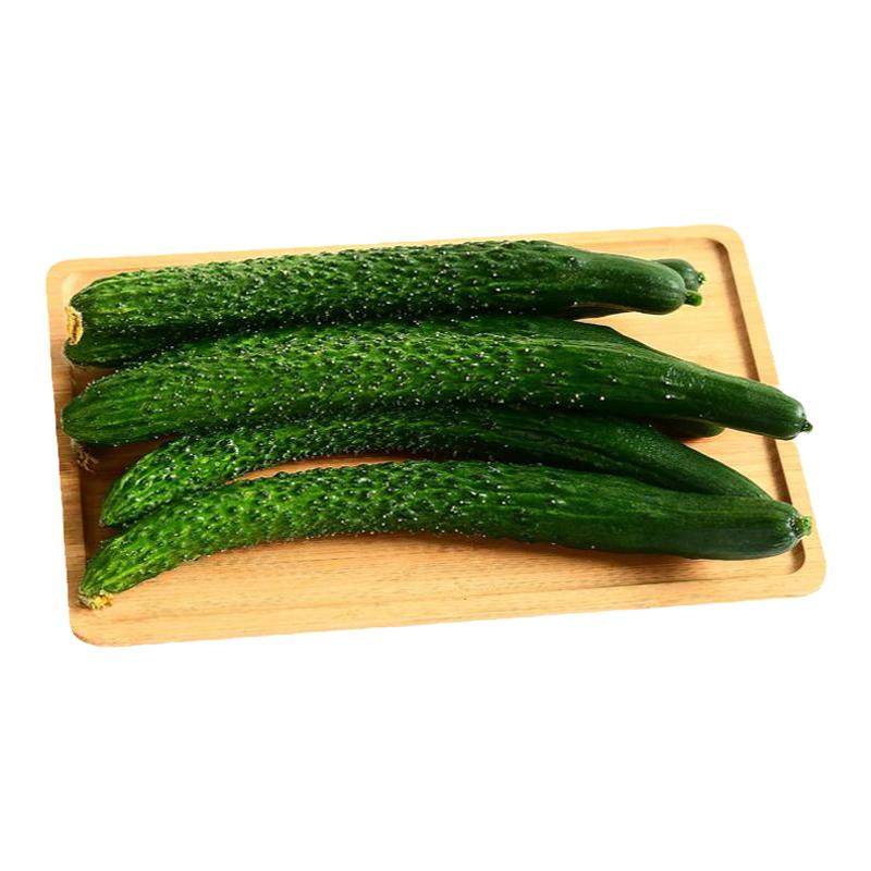 黄瓜新鲜生吃绿色长黄瓜蔬菜水果黄瓜自然熟孕妇农家天然蜂果家