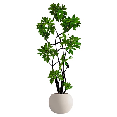 鸭脚木客厅大型盆栽室内落地式植物鸭掌木鹅掌柴八方来财真造型