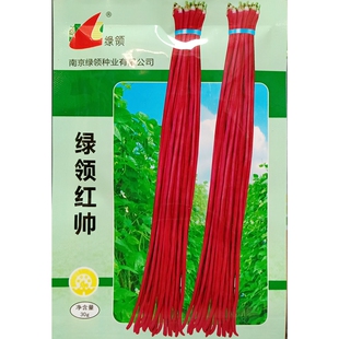 绿领红帅豇豆种子紫红长豇豆荚长约90-100厘米缸豆角江豆春秋30克
