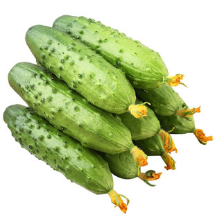 旱黄瓜种子菜籽水果小黄瓜种籽强雌全雌型早春夏秋四季播蔬菜种孑