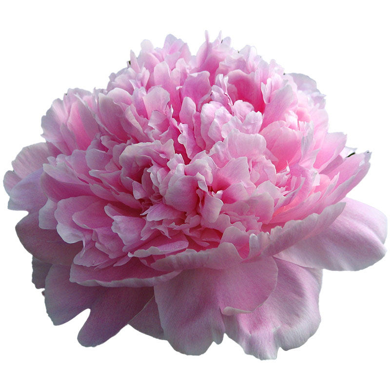耐寒花卉园艺家春季芍药多年生