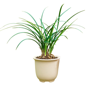春兰逸品兰花盆栽冬带花苞浓香型精品名贵兰花苗好养易活绿植花卉