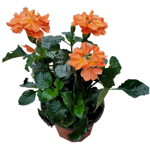 鸟尾花盆栽带花苞开花不断室内阳台庭院开花植物花卉观花易养绿植