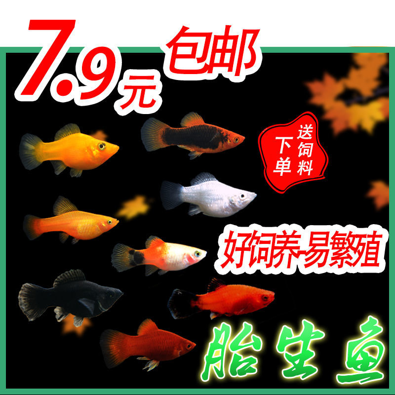 观赏鱼胎生鱼银球黑球玛丽鱼金球月光鱼热带鱼皮球小型斑马鱼