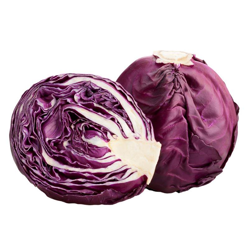 紫甘蓝秧苗带土球紫色绿色包菜种大头菜结球紧实庭院盆栽耐寒耐热